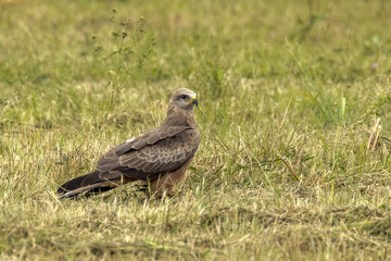 Black Kite in Queensland Australia