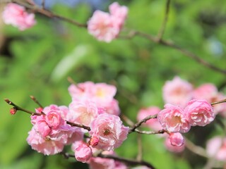 可愛らしい桜の花