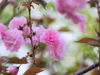 綺麗な桜の花