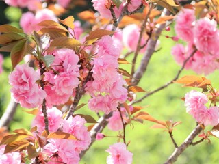 Fototapeta na wymiar 八重桜が満開
