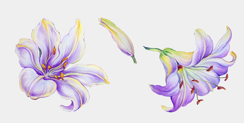 Flowers watercolor illustration. Manual composition. Big Set watercolor elements. - 504063496