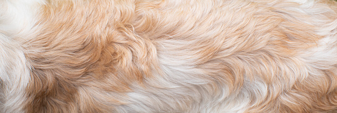 closeup dog fur texture