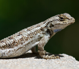 Western Fence Lizard Side Shot