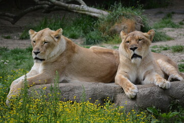 lion and lioness