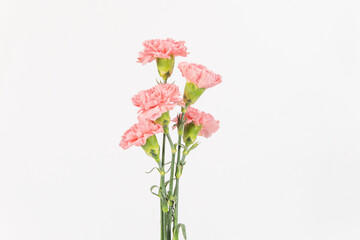 carnation mother's day blessing flowers on white background