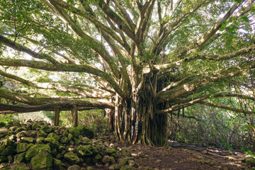 big baobab in hawaii. Pipiwai Trail