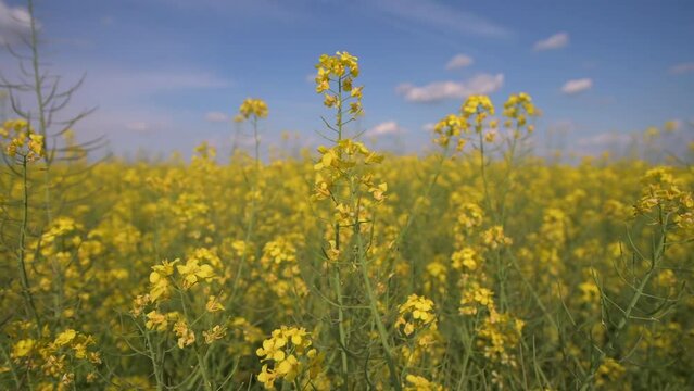 4K video. Wide angle view of a big field wit rapeseed flower plants photographed against blue sky during a sunny day. Agriculture landscape and farming industry.