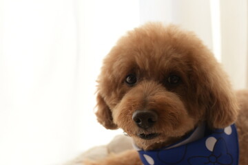 見つめるトイプードル