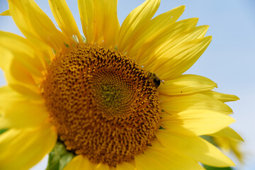 Obraz premium bee on sunflower