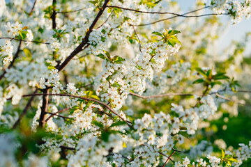 the branches of flowering cherry trees. white flowers in the spring garden. 