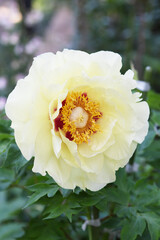 黄色の花　牡丹