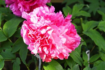 ピンク色の花　シャクヤク