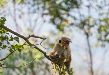 Monkey