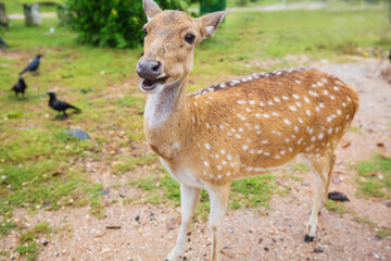 Spotted deer