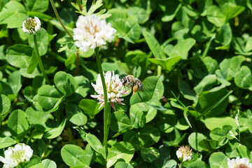 Fototapeta premium ミツバチとクローバー