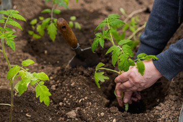 Banner.Close-up. Hands of an elderly woman holding the soil with a young plant. Planting seedlings in the soil. There is a shoulder blade nearby.The concept of conservation of nature and agriculture.