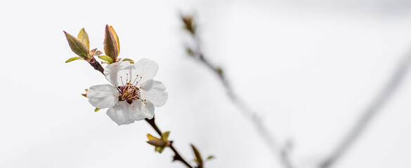 Banner. Macro photography. Spring, nature photo wallpaper. An apricot blooms in the garden. Blooming white buds on the branches of a tree.
