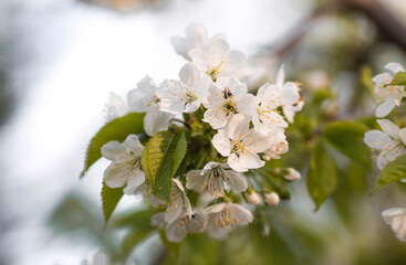 Sakura flowers. Spring, nature wallpaper. Cherry blossom in the garden. Blooming white flowers on the branches of a cherry tree. Macro shot.