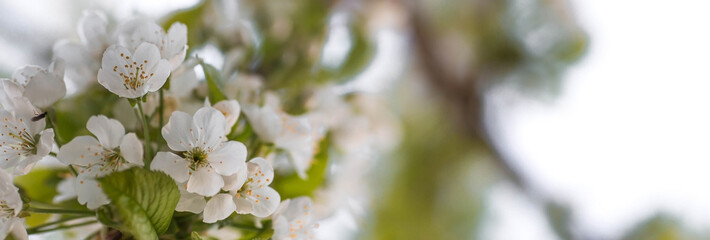 Sakura flowers. Spring, nature wallpaper. Cherry blossom in the garden. Blooming white flowers on the branches of a cherry tree. Macro shot.