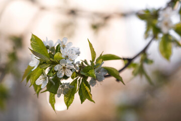 Sakura flowers. Spring, nature wallpaper. Cherry blossom in the garden. Blooming white flowers on the branches of a cherry tree. Macro shot.