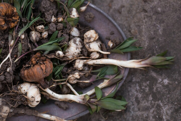 Flower bulbs of tulips, hyacinths, lilies and other flowers in an iron dish for planting in the soil. View from above. Gardening.