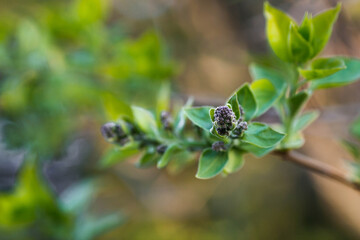 Spring time, nature wallpaper. Young lilac leaves and bud close-up. New spring foliage appears on the branches. A tree or bush that releases buds. Seasonal forest, blurred background.