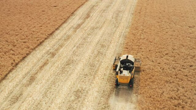 Large combine harvests rapeseed from field on hot summer day. Harvester gathers crop cutting rows of plants at separate harvesting aerial view