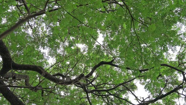Rain Tree, Samanea Saman large tree with green leaves covered in tropical rainforest