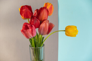 Bouquet against a gray-blue background. Red and yellow tulips in a clear glass vase. Beautiful multicolored flowers. - Powered by Adobe