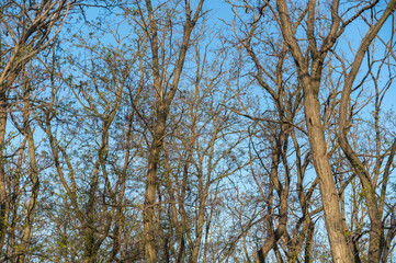 Tree branches against the blue sky. Branches of an acacia tree without leaves. Natural background
