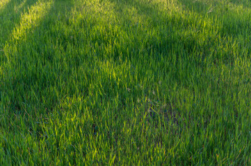 Shadows on an unmowed lawn or lawn. The texture of green grass. Natural background. No people. Selective focus.