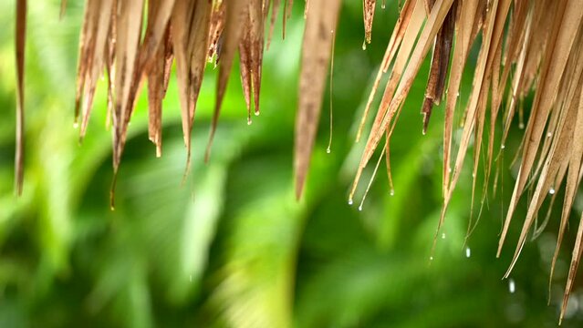 Slow motion of rain drops falling from leaves of the thatched roof. Green blurred palms on the background. Calm tropical close-up.