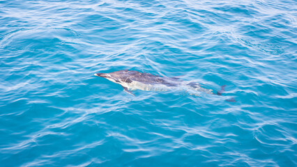 Obraz premium Sea boat ride with dolphins in the sea. The concept of seaside recreation, fishing, enjoying nature. Front view.