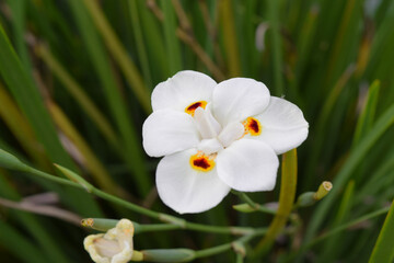 Acercamiento de flor blanca 