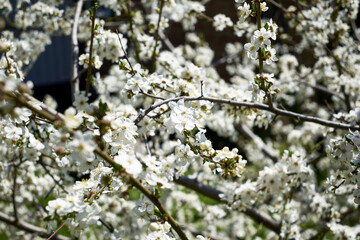 white flowering cherry plum branches in the garden in spring background backdrop