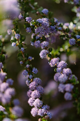 Purple flowers of spring  Macro Shot 