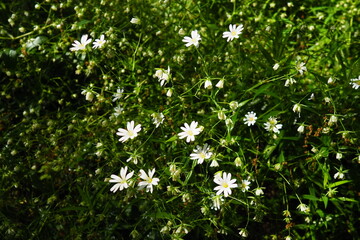 Starflower Stellaria is a genus of flowering plants in the Carnation family. Wood louse plant....