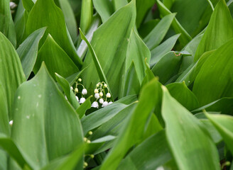 Fototapeta premium Lily of the valley flower (Lat. Convallaria) is white in the spring forest 