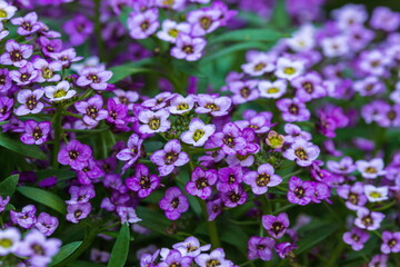 Sweet alyssum purple flowers in the garden , many small flowers
