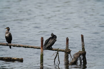 cormorant in a seashore