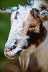 Fototapeta premium portrait of a goat