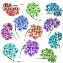 Set of vintage floral bouquet of blooming hydrangea and garden and butterfly flowers, botanical illustration of natural hydrangea on white. Summer flower hydrangea postcard in a watercolor