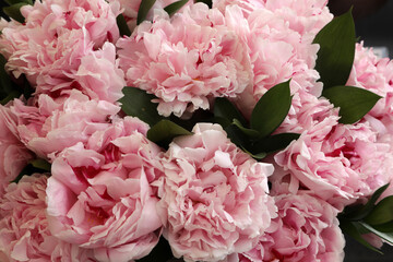 Beautiful pink and white Peonie flowers