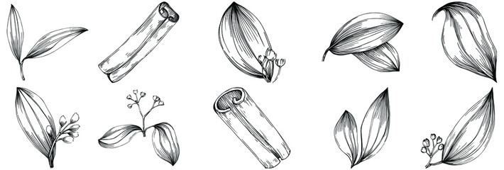 Cinnamon vector isolated plant with leaves. Herbal engraved style illustration. Detailed organic product sketch.The best for design logo, menu, label, icon, stamp.