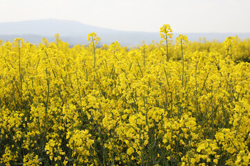 A field of bright yellow Rapeseed flowers also known as Canola flowers, located in UK