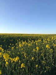 Ukrainian field of mustard. Blue and yellow field