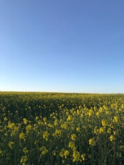 field of sunflowers in the summer in Ukraine 