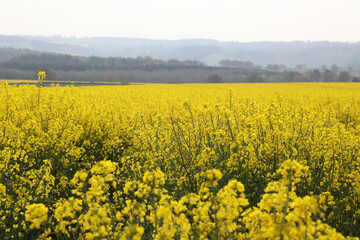 Fototapeta premium A field of bright yellow Rapeseed flowers also known as Canola flowers, located in UK