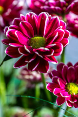 Flower of purple chrysanthemum closeup. Selective focus. Detailed