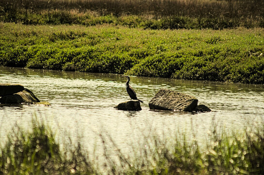 cormorant perched on a log in the middle of a lake with a background of cattails